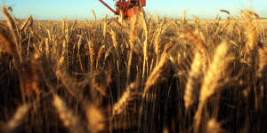Australian wheat could be targeted by China's customs. 