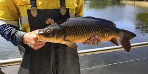 Big fat carp and koi clogging up Perth’s urban wetlands