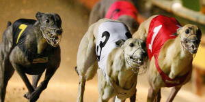 Greyhound industry exaggerated level of support in pre-election campaign