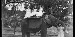 Elephant ride on Jessie at Moore Park Zoological Gardens,date unknown. 