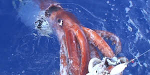The research uncovered traces of giant squid off the coast of WA. This photo of the rarely seen sea creature was captured by Japanese researchers in 2006.
