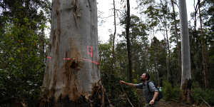 A habitat tree,marked for preservation,but not protection from damage from logging machinery.