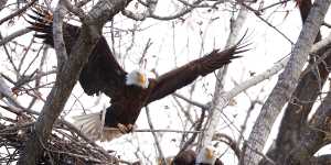 A bald eagle carrying a branch lands in its nest atop a tree overlooking the Raccoon River in 2018 at Gray’s Lake Park in Des Moines,Iowa.