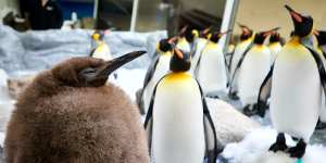 ‘People seem to relate to this chunky guy’:Why this huge baby penguin is going viral