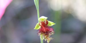 Orchid. Calochilus pulchellus.