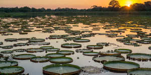 The Pantanal's fauna and flora are one of Brazil's biggest tourism attractions.