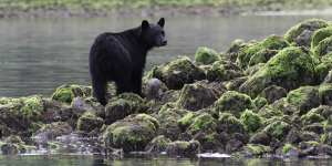 A black bear on the rocks at low tide,Tofino,British Columbia,Canada