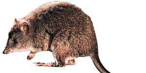 A long-footed potoroo.