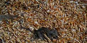 Farmers welcome $100 million support as ‘first step’ to battle mouse plague