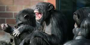 Chimpanzees are regarded as the deadliest animals commonly kept in captivity.