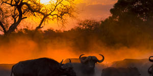 Buffalo at sunset … Kruger National Park.