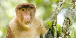 You’ll find the proboscis monkey on the beaches in the early morning at Bako National Park.