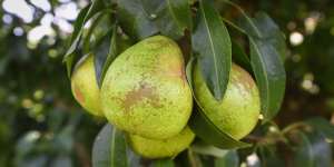 Ripe pears in Gregory and Maria Lekatsas'garden. 