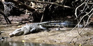 Man bitten by crocodile in Far North Queensland