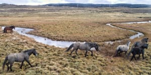 Feral horses damaging the waterways along the Eucumbene River north of Kiandra. This photo was taken in July 2020.