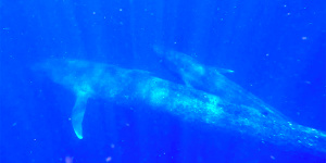 Pygmy blue whale mother and nursing calf