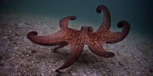 Octopuses have a secret sense to keep 8 arms out of trouble