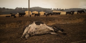 Bega Cheese hit with fears over milk supply after fire devastation