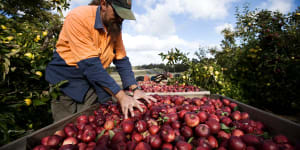 The Australian Workers Union has claimed a significant victory for fruit pickers.