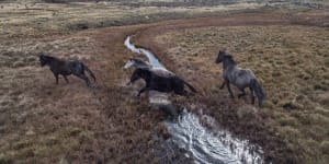 Feral horses damaging the waterways along the Eucumbene River,north of Kiandra.