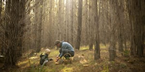 Diego Bonetto foraging for mushrooms in NSW pine forest.