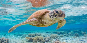 WA students light the way to help save endangered turtles