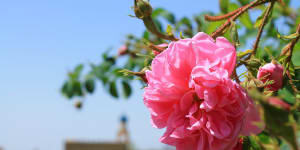 Jabal Akhdar,Oman:Enjoy a luxury mountain stay during rose harvest
