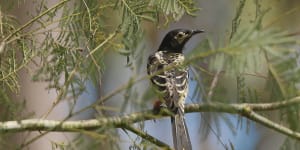 Regent honeyeaters made worldwide headlines when researchers discovered they were losing their songs. Now,there are signs efforts to teach them are working.