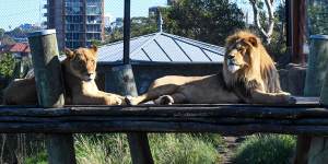 Lion escape investigation to focus on fence failure,Taronga Zoo says