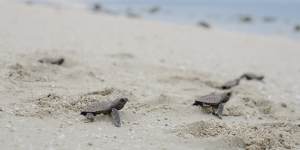 Baby turtles set off on Milman Island. 