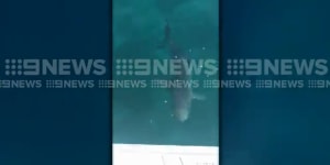 Warning for Rottnest crayfishers as sharks circle inflatable boat