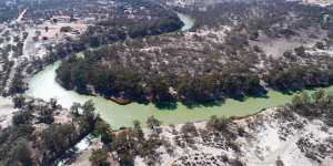 The Darling River near Menindee has been hit by cyanobacterial blooms several times in recent years,including a large outbreak in September 2019.