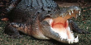 'You won't come out alive':Katter crocodile plan resurfaces