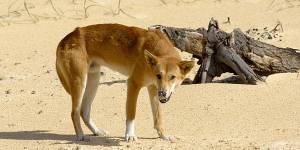 Woman describes how she rescued toddler from dingo on Fraser Island