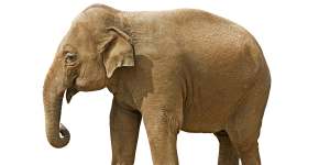 An Asian elephant:they are the closest genetic relative of the mammoth.