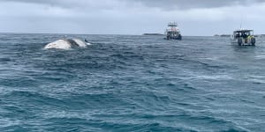 Whale carcass off Rottnest coast towed back out to sea after sharks shut swimming spots