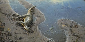 Study reveals big picture for Victoria's little dinosaur