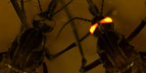 The fluorescent red mozzies that could protect us from other blood-hungry biters