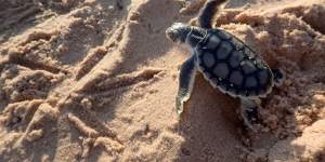 Female hatchlings can grow to weigh between 50kg and 125kg.
