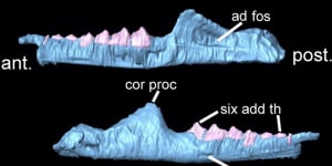 Fossils from 205 million years ago named as a'new'reptile