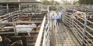 One cattle buyer at Lismore said he'd"never seen the market hotter".