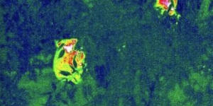 Queensland researchers track koalas using heat-seeking drones