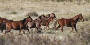 Feral horses (also known as brumbies or wild horses) seen at Long Plain,NSW.