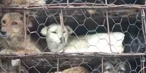 China ends sale of dogs for meat and fur
