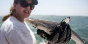 Sharks test positive to high levels of cocaine off the coast of Brazil