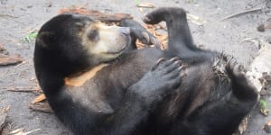 Cranky Borneo bear's world-first Australian surgery