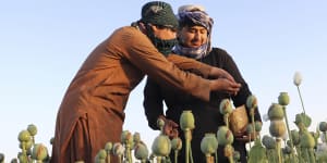Taliban gives up on opium revenue,announces ban on poppy harvest