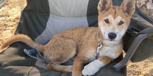 Australia’s most pampered puppy? The life of Bindi the baby dingo