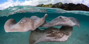 Cruising French Polynesia:A shore excursion promises the opportunity to swim with stingrays