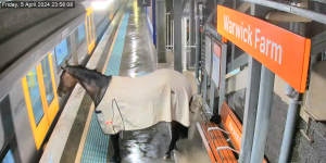 A horse shocked late-night passengers by trotting into a Sydney train station during last weekend’s downpours.